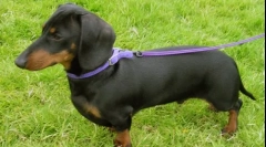 Kakšna pasma pasja je najbolj zlo?