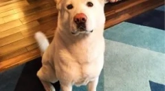 Kakšna pasma glukoze psov