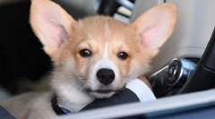 Kakšen pes v patriarhu kirill