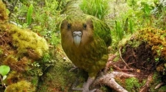 Kakapo: good-seltured parrot, podoben ol (9 fotografij)