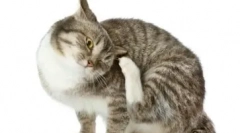 Kateri antihistaminiki se uporabljajo za zdravljenje mačk