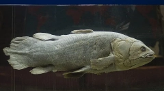 Katera od znanih živih bitja najstarejša?