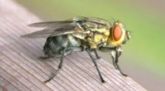 Kakšne muhe in zakaj ugriz?