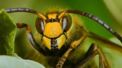 Katere žuželke pomagajo ljudem, da izumijo papir?