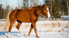 Kakšne čute so razvite na konju?