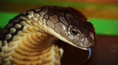 Katere hišne ljubljenčke iz leta 2020 se izkažejo za prepovedane