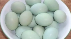 Katere pasme piščancev so modre in zelena jajca