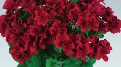 Katere rastline so strupene za vašo mačko: ne gojijo svojih domov