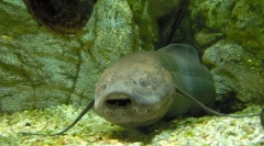 Kakšne sodobne vrste rib obstaja od antičnih časov?