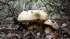 Kaj so kraljestva živih bitij?