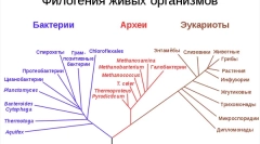 Kakšne so krajevne bitja?