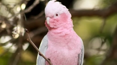 Katere vrste papige govorijo bolje kot vsi