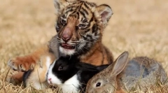 Kakšne razmerja obstajajo med živalmi v skupnostih?