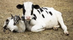 Katere živali so se pojavile pred sodiščem?