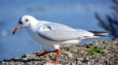 Kakšne ptice pokličejo marine in zakaj?