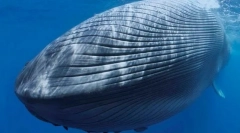 Kakšne živali so stari navigatorji prevzeli velike otoke?