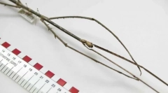 Kaj je žuželka najdaljša?