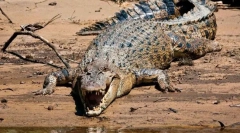 Kakšen reptil je največji?