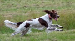 Kaj lahko beseda izgovori psa?