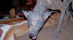 Kakšna čudna žival se boji prebivalcev južne amerike?