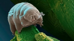 Kakšna je živa stvar najmanjša?