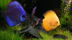 Katero žival se lahko začne namesto mačke in psa