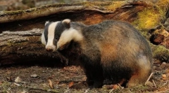 Kakšna žival je najbolj hišna?