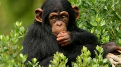 Kaj je najbližji sorodnik osebe v svetu živali?