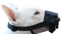 Kaj je gobec boljši za psa in kako ga izbrati