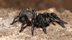 Kaj je pajek najbolj strupena?