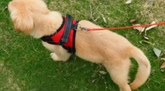 Kaj je povodec boljši za psa: mnenje strokovnjaka