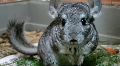 Kakšna trava jedo chinchillas, hranjenje pravila z zelišči