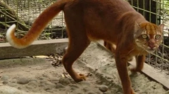 Kalimantanian cat: redka žival iz otoka borneo