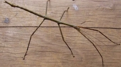 Kalimantanian palleer chany