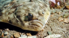 Flounder