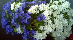 Campaundul (nevesta in ženina)