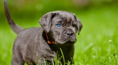 Kane corso mladički (fotografija): fair hišni ljubljenčki in zanesljivi stražarji