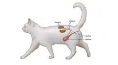 Kantara za mačke: navodila za uporabo