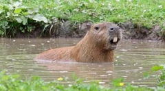 Capybara: glodalec, katerega imenovana riba