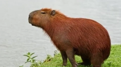 Capibara: značilnosti vzdrževanja doma