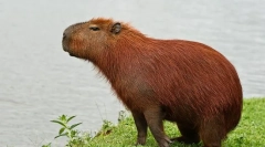 Capibara