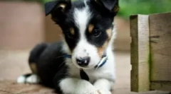 Kapljice bar za mladičke