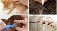 Kapljice na vihra od črvov za mačke