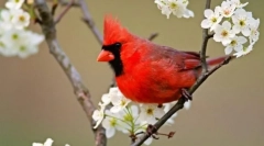 Cardinals