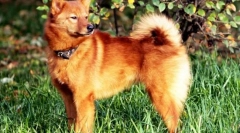 Karelian-finščina husky (fotografija): graceful in deft hunter