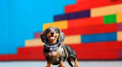 Dwarf dachshund (photo): pritiska energija, pogum in predanost