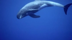 Dwarf whale