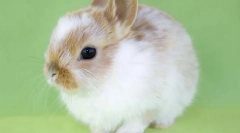 Dwarf rabbit