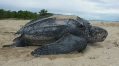 Carolinskaya usnjeno želva