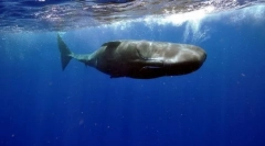 Cachelot (fotografija): velika pošast iz dna oceana